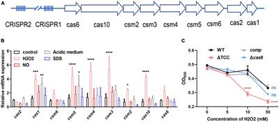 The Involvement of Mycobacterium Type III-A CRISPR-Cas System in Oxidative Stress